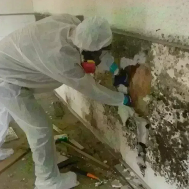 Mold Remediation and Removal in Krum, TX